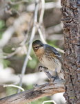 Yellow rumped Warbler